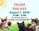 Feline Fun Day