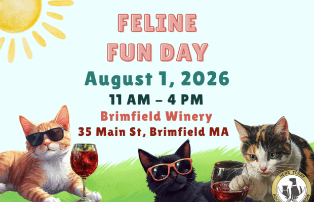 Feline Fun Day